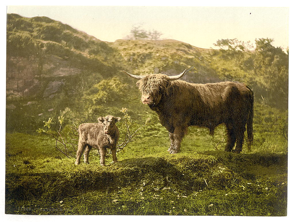 Highland cattle with long horns in Scottish countryside